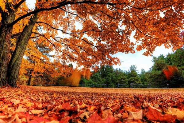 Herbstlaub fällt an einem sonnigen Tag