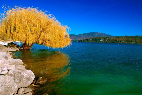 A tree with yellow leaves between a stone shore and clear blue-green water against a blue sky background