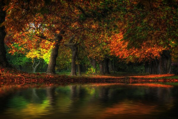 Foresta autunnale. Un bel paesaggio