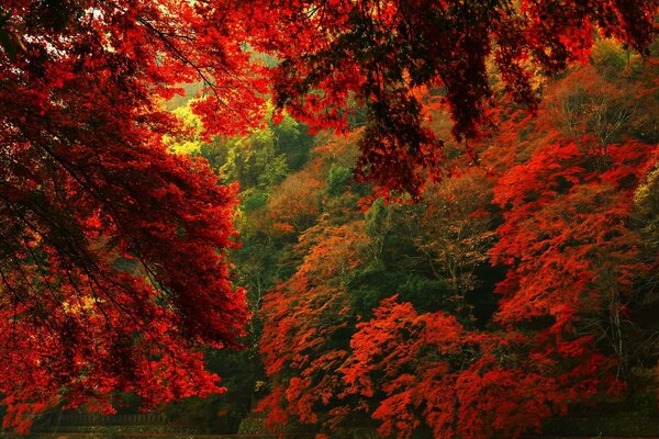 Lstya rojo en los árboles de otoño