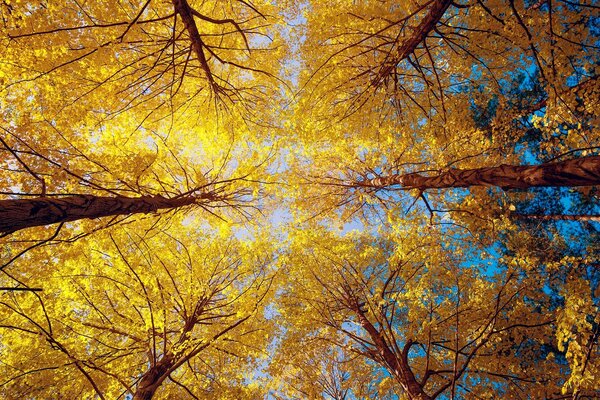 Bottom view of autumn trees