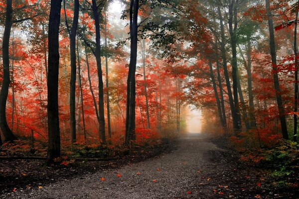 Orange autumn and lots of trees