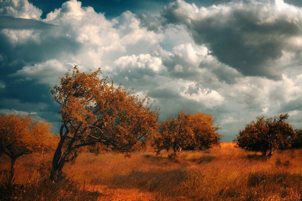 Paisagem Outono Outono Árvores