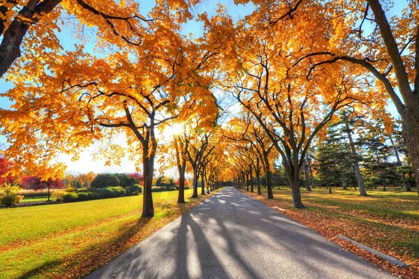 Camino de otoño a lo largo del bosque