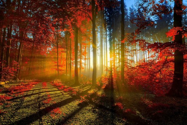 Trees with red leaves and the rays of the autumn sun breaking through the fog