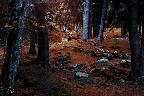 Late autumn and rocky ground