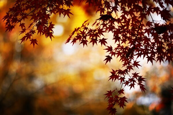 Maple leaves in the autumn forest