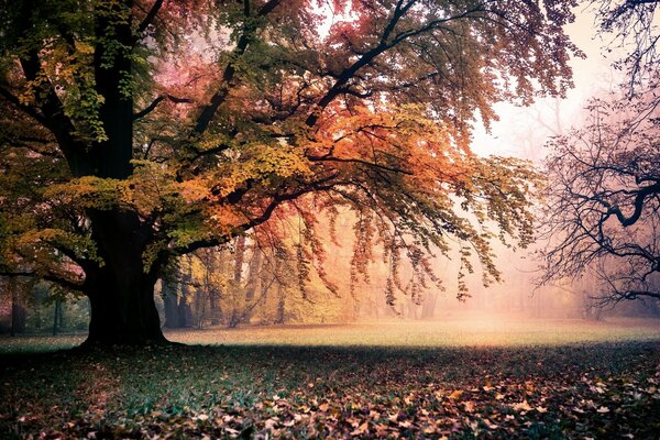 Lichtung unter einem großen Baum im Herbst