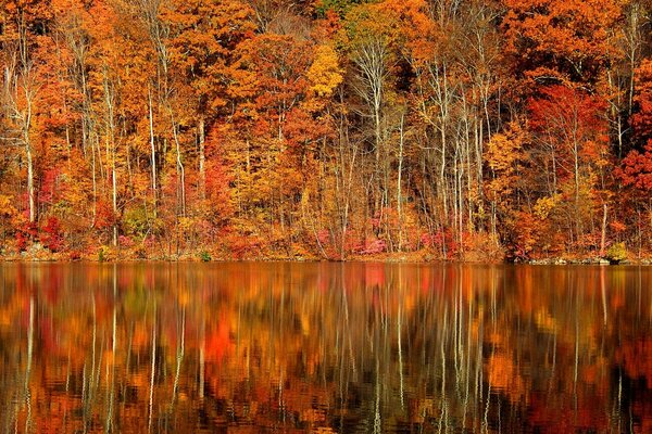 Foresta autunnale sulla riva del serbatoio