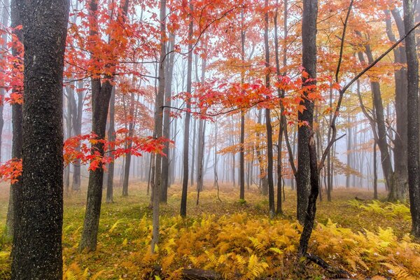 Bosque de niebla de espacios japoneses