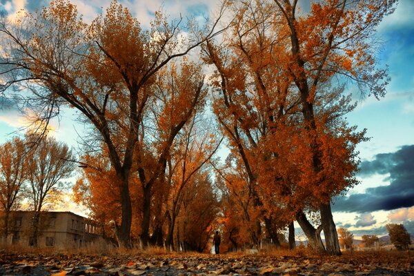 The trees have scattered their branches closer to the clouds, and the distance blows endless on this piece of land