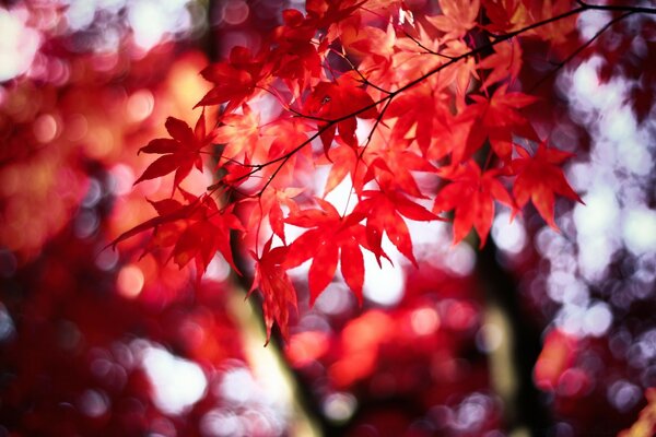 Otoño. Follaje colorido brillante