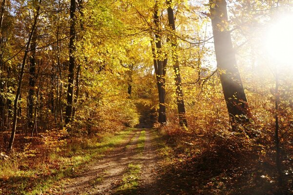 La foresta autunnale brilla nel bagliore del sole