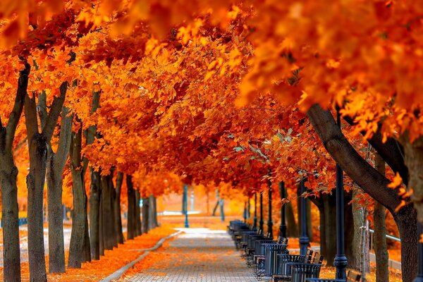 Arbre d automne en plein air