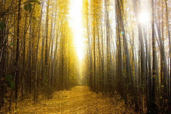 Aube d automne dans la belle forêt