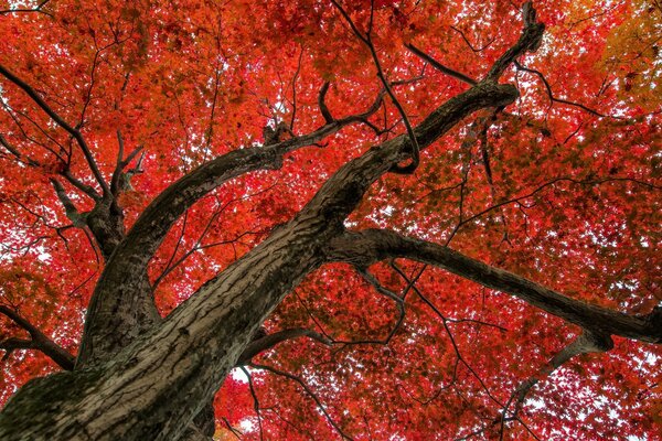 Automne. Feuilles rouges sur l arbre