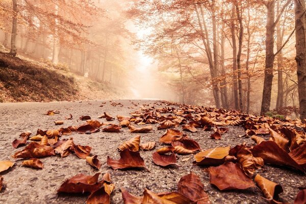 Fallen leaves illuminated by the departing sun