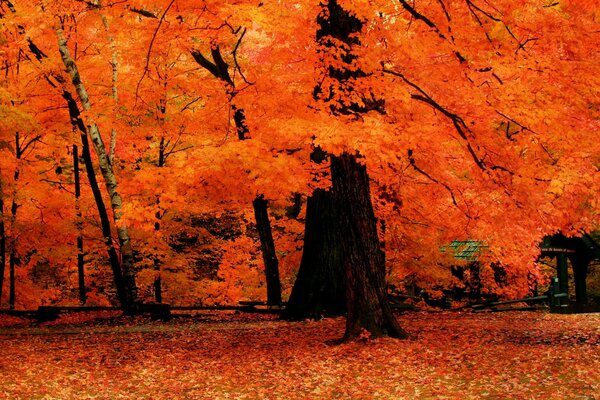 Herbstbaum in roten Blättern