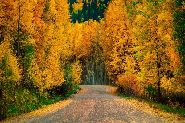 The yellow curls of the trees were washed by the autumn wind