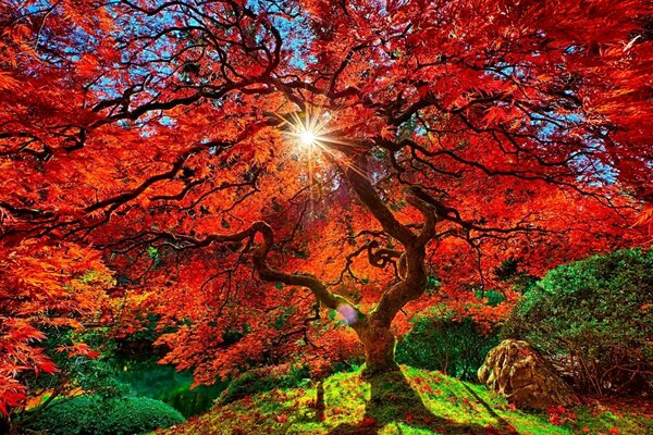 Autumn sun in red foliage