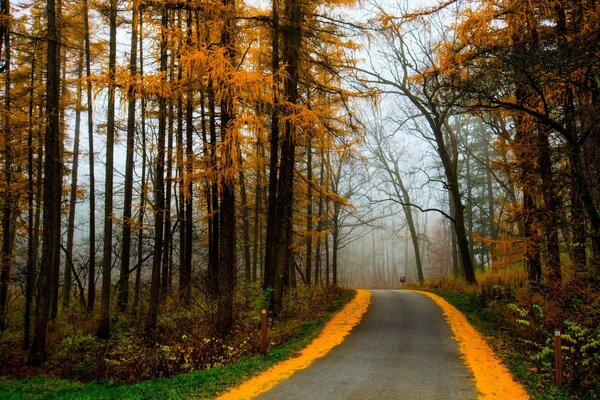 A long road in the autumn forest