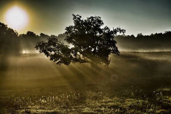 I raggi del sole sono visibili a causa della nebbia