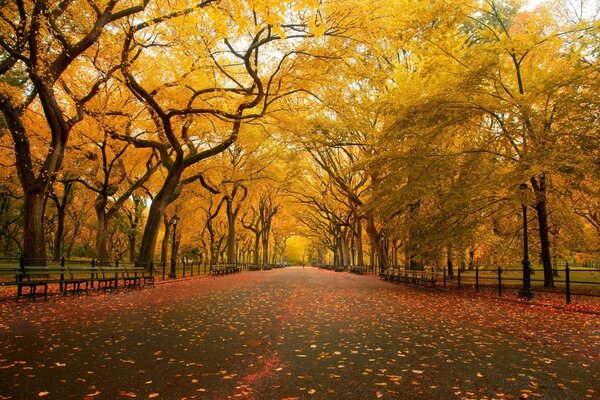 Herbstpark mit gelben Bäumen