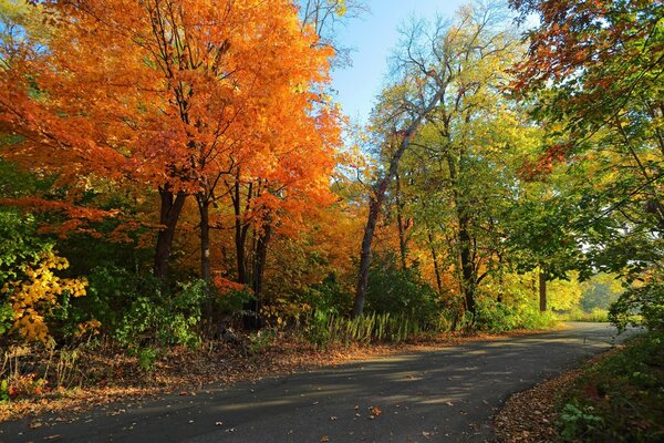 Im herbstlichen Wald lief die Straße asphaltiert, aber es gibt kein Auto da draußen, alles ist leer