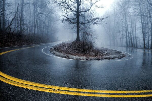 Foggy forest and dangerous road