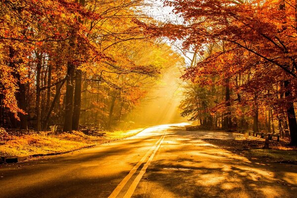 Autumn forest unknown road