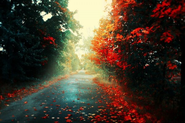 Pista de asfalto húmeda con hojas rojas caídas entre los árboles