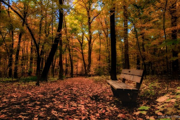 A lonely bench stands in the autumn forest