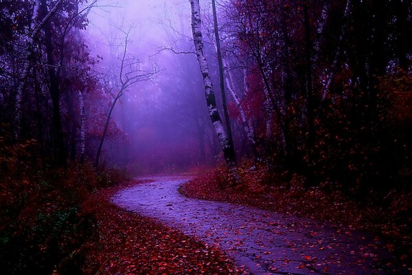 Strada bagnata cosparsa di foglie gialle e rosse nella foresta nebbiosa