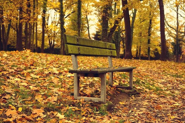 Un banco de madera se encuentra en el bosque de otoño entre las hojas amarillas caídas