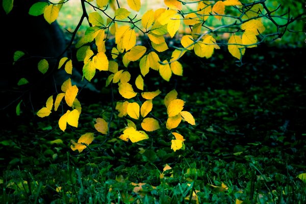 Yellow leaves over green grass