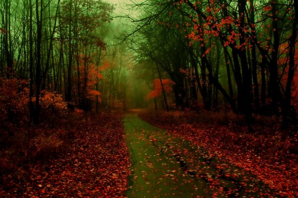 Bild der Straße während des Herbstlaub-Fallens