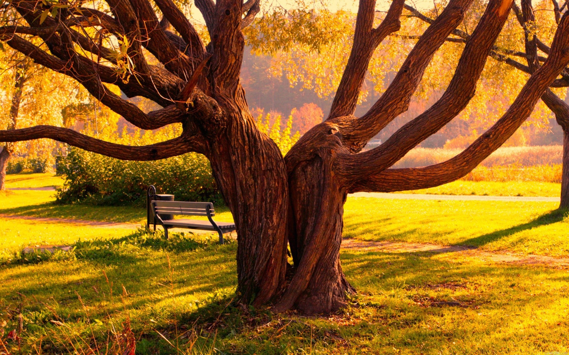 otoño árbol madera naturaleza otoño paisaje al aire libre hoja parque temporada hierba flora amanecer rural