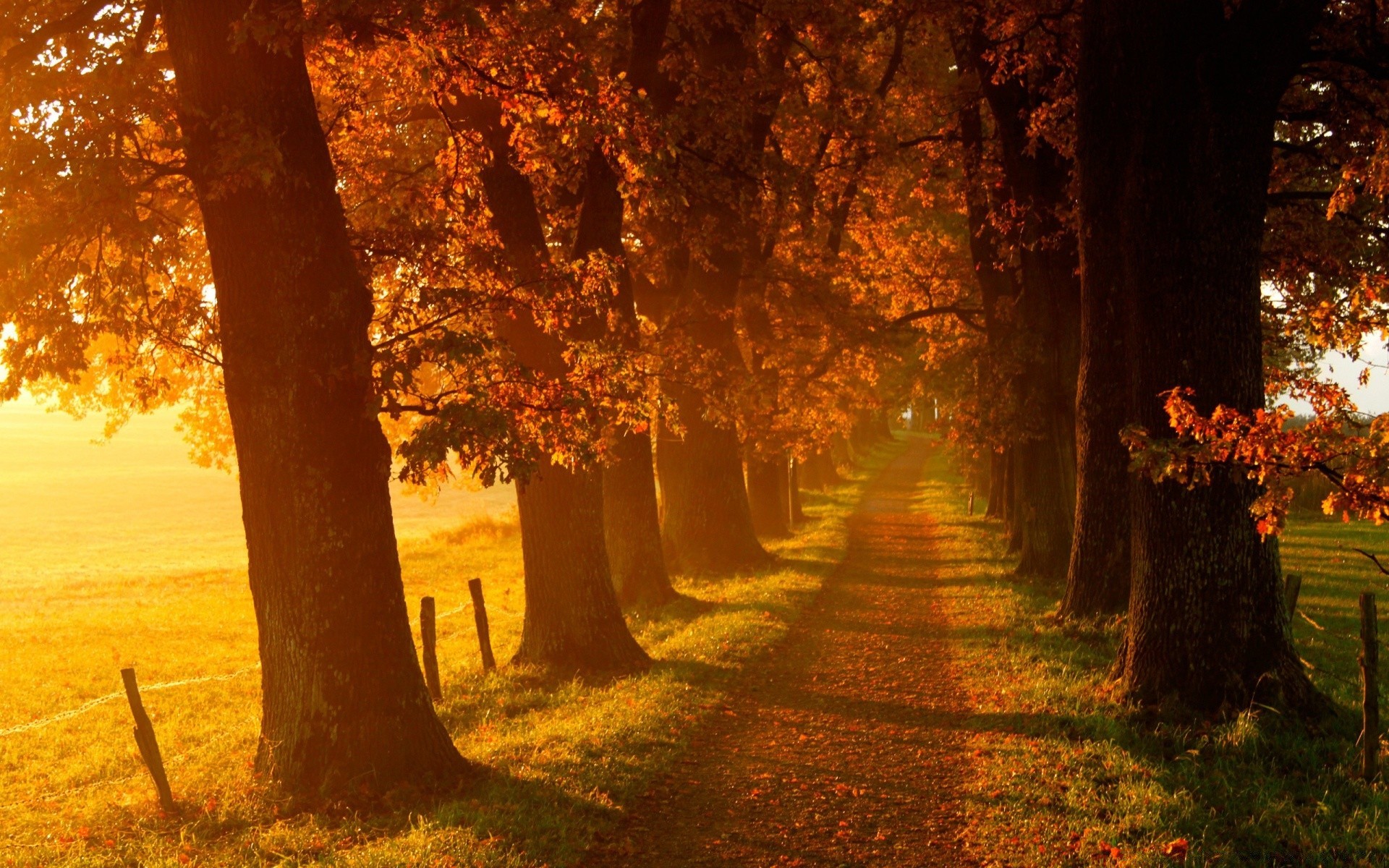 outono outono árvore folha paisagem parque madeira amanhecer natureza névoa névoa bom tempo ao ar livre sol luz beco guia maple