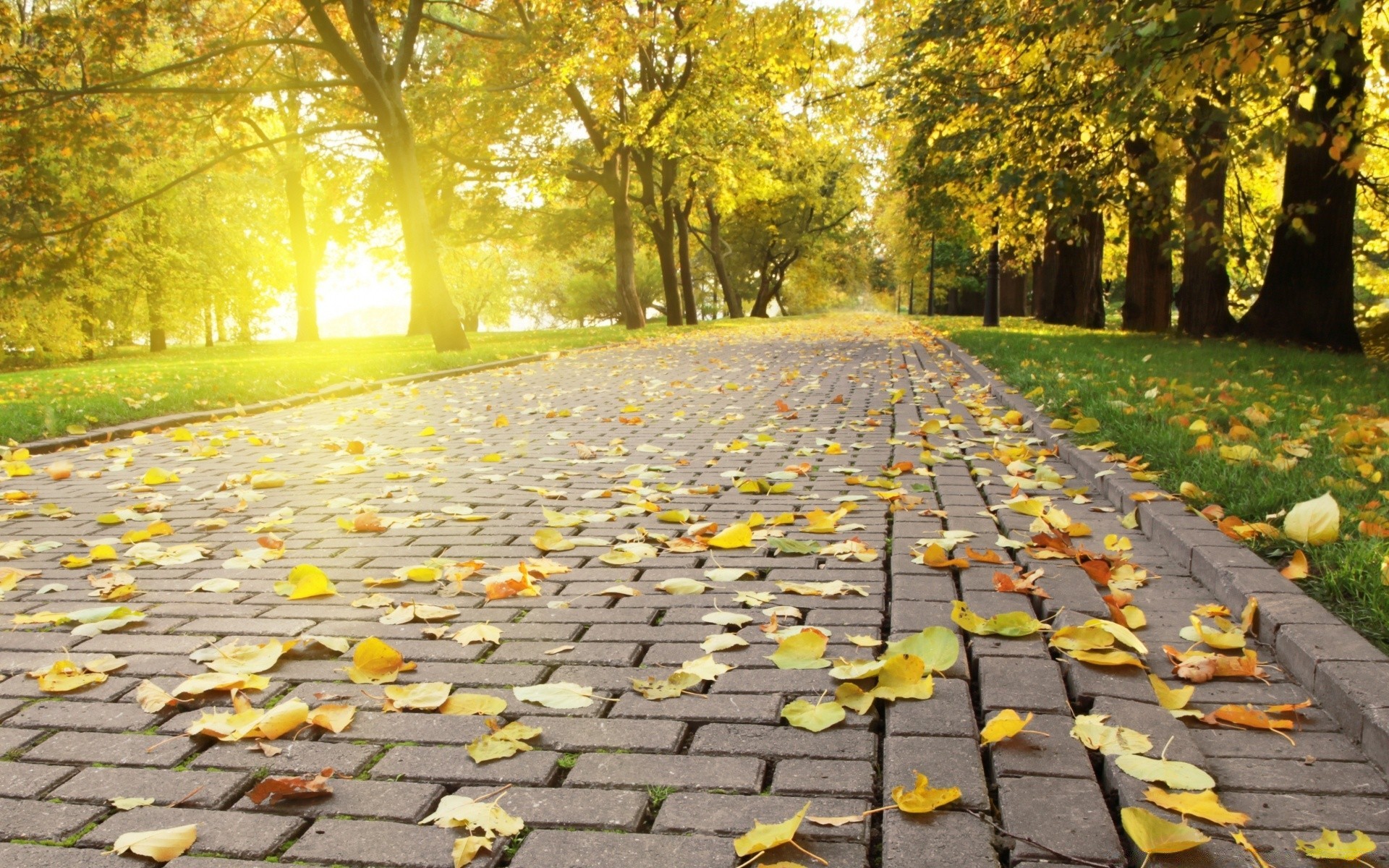 sonbahar yaprak sonbahar park doğa açık havada yol ahşap sezon ağaç rehberlik patika akçaağaç cadde kaldırım güzel hava