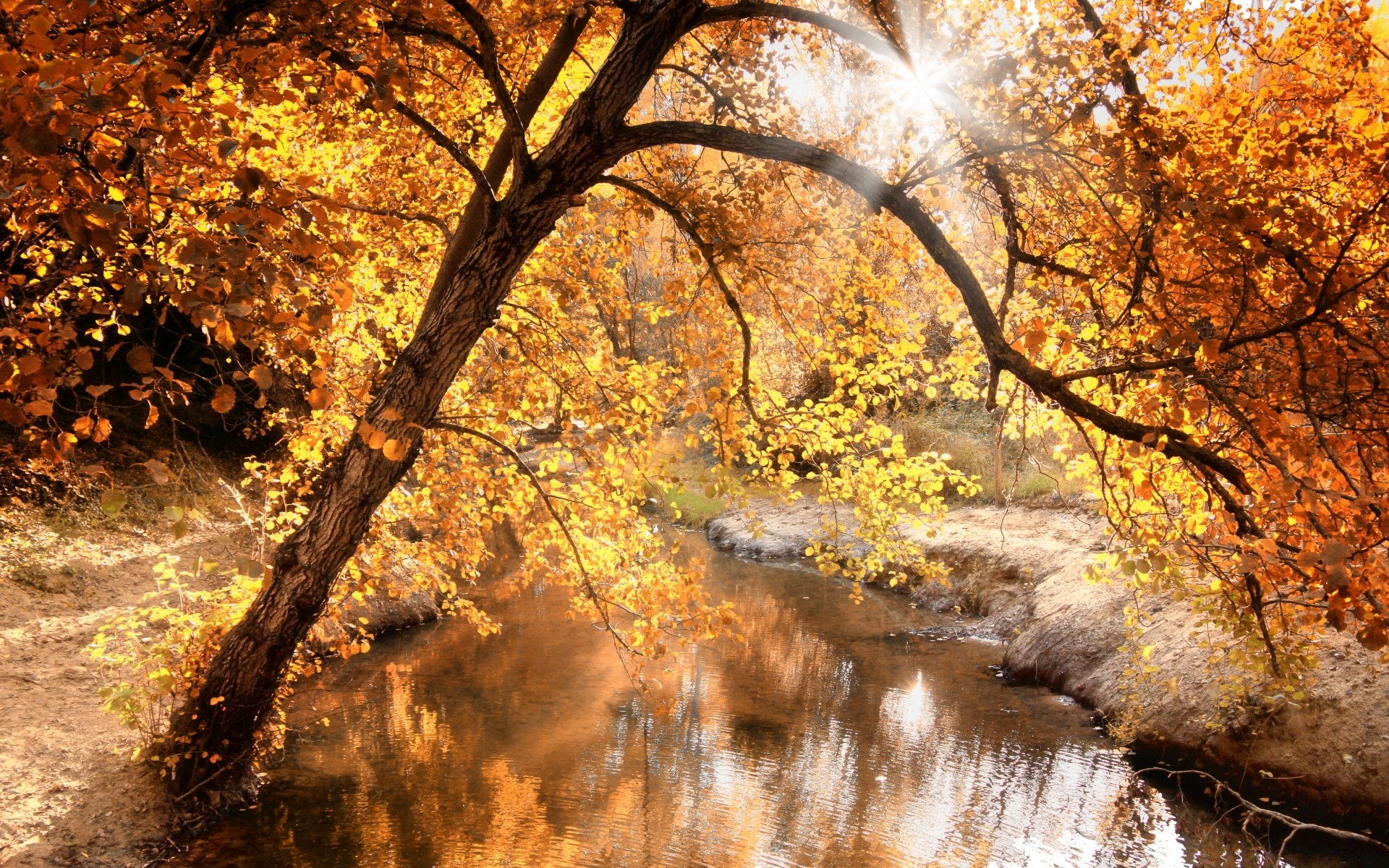 autumn fall tree leaf season nature wood branch park landscape outdoors gold environment desktop maple fair weather scenic scenery bright trunk