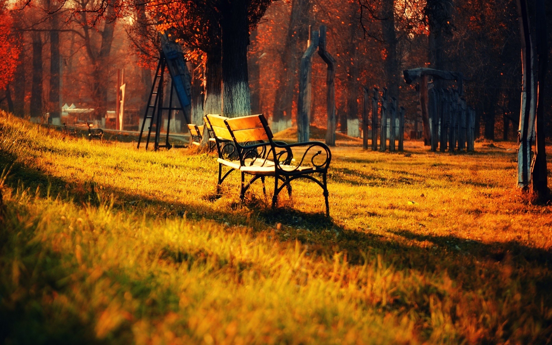 sonbahar sonbahar ahşap tezgah ağaç açık havada manzara doğa çimen şafak yaprak park kırsal kırsal