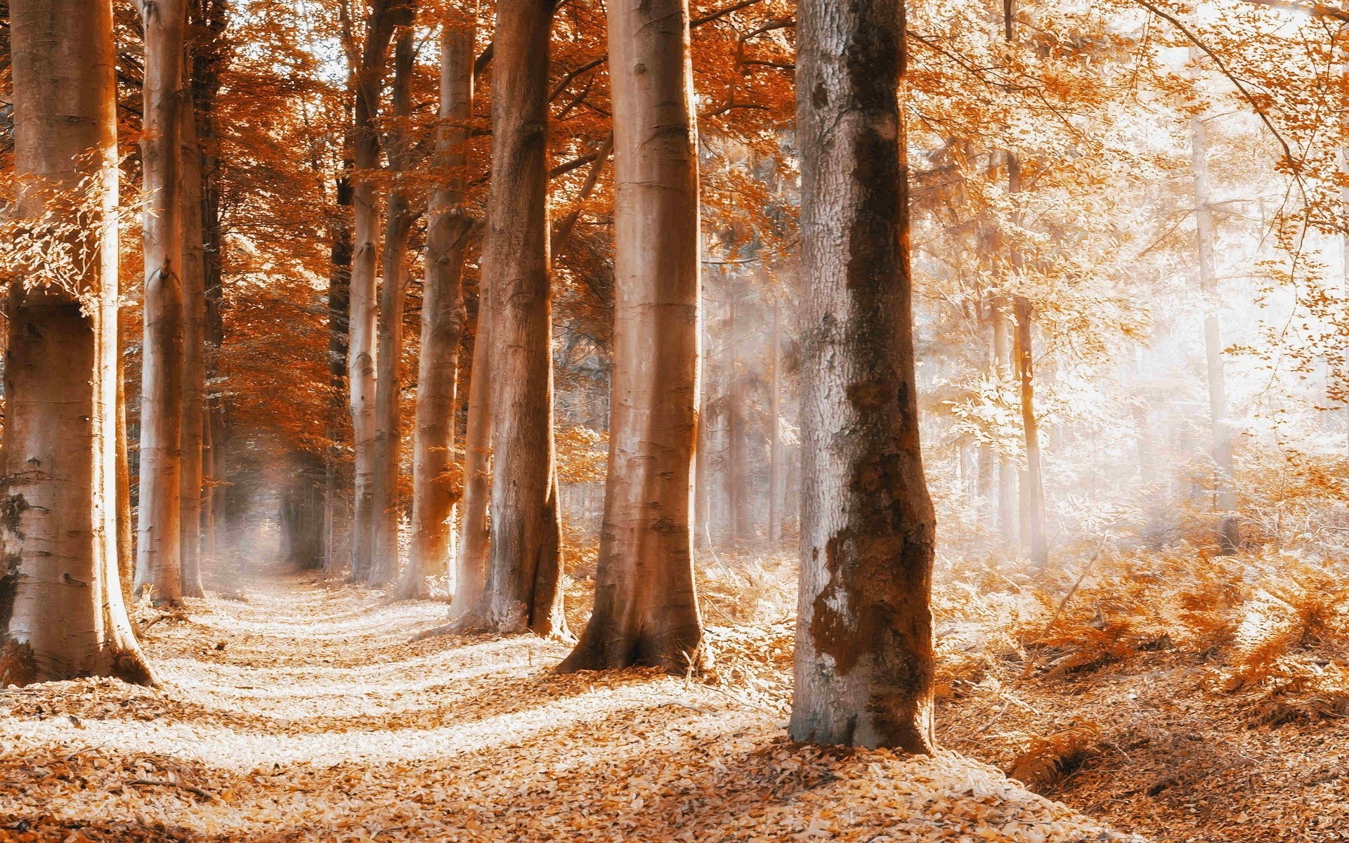 autunno legno natura albero autunno paesaggio foglia parco bel tempo stagione all aperto luce alba ambiente scena guida ramo