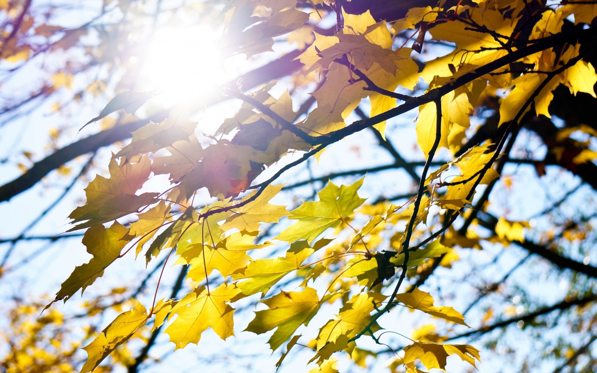 herbst blatt baum herbst saison filiale natur park hell holz im freien gutes wetter flora farbe medium gold ahorn sonne sonnig wachstum