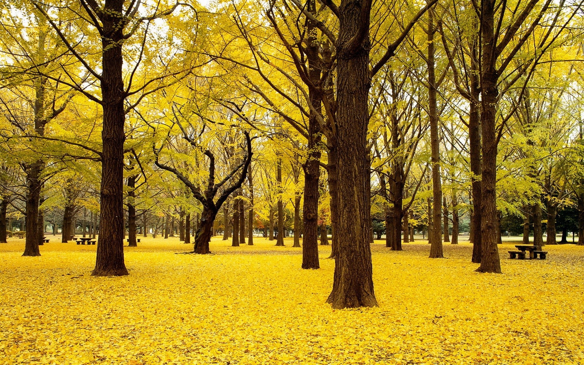 autumn landscape tree fall season park scenic nature environment leaf gold scenery scene wood road color fair weather outdoors guidance flora