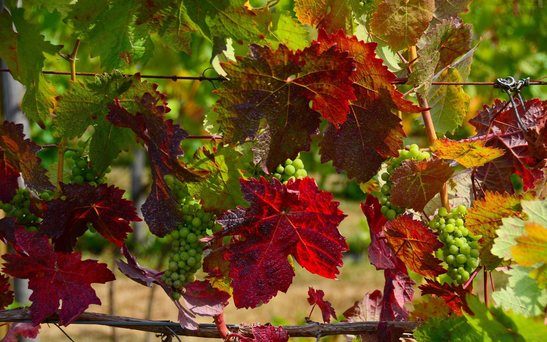 autunno foglia autunno natura flora vigneto pompelmo vite vini uva luminoso all aperto crescita albero cantina stagione colore primo piano acero viticoltura