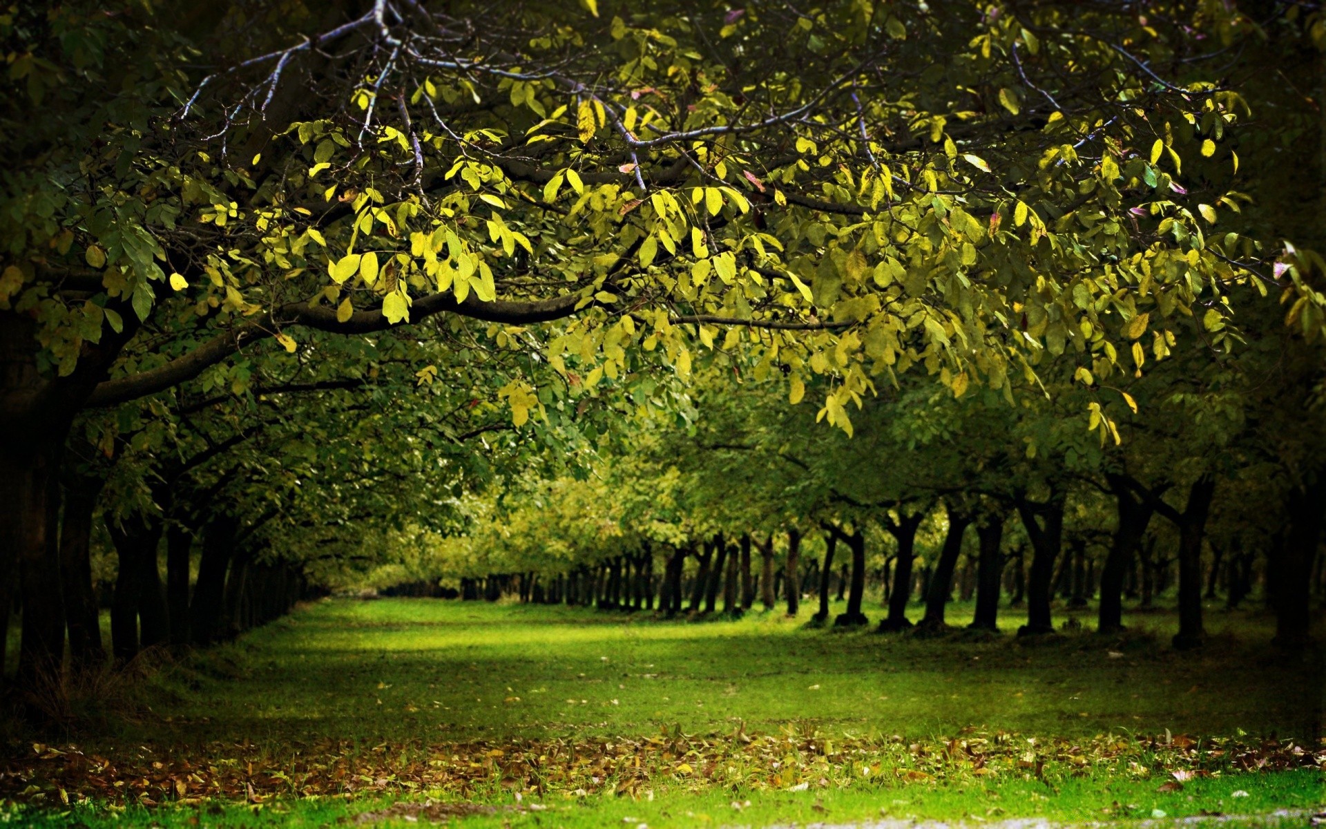 autunno albero foglia legno natura parco paesaggio autunno all aperto ramo stagione lussureggiante flora giardino scenic bel tempo erba colore ambiente luminoso