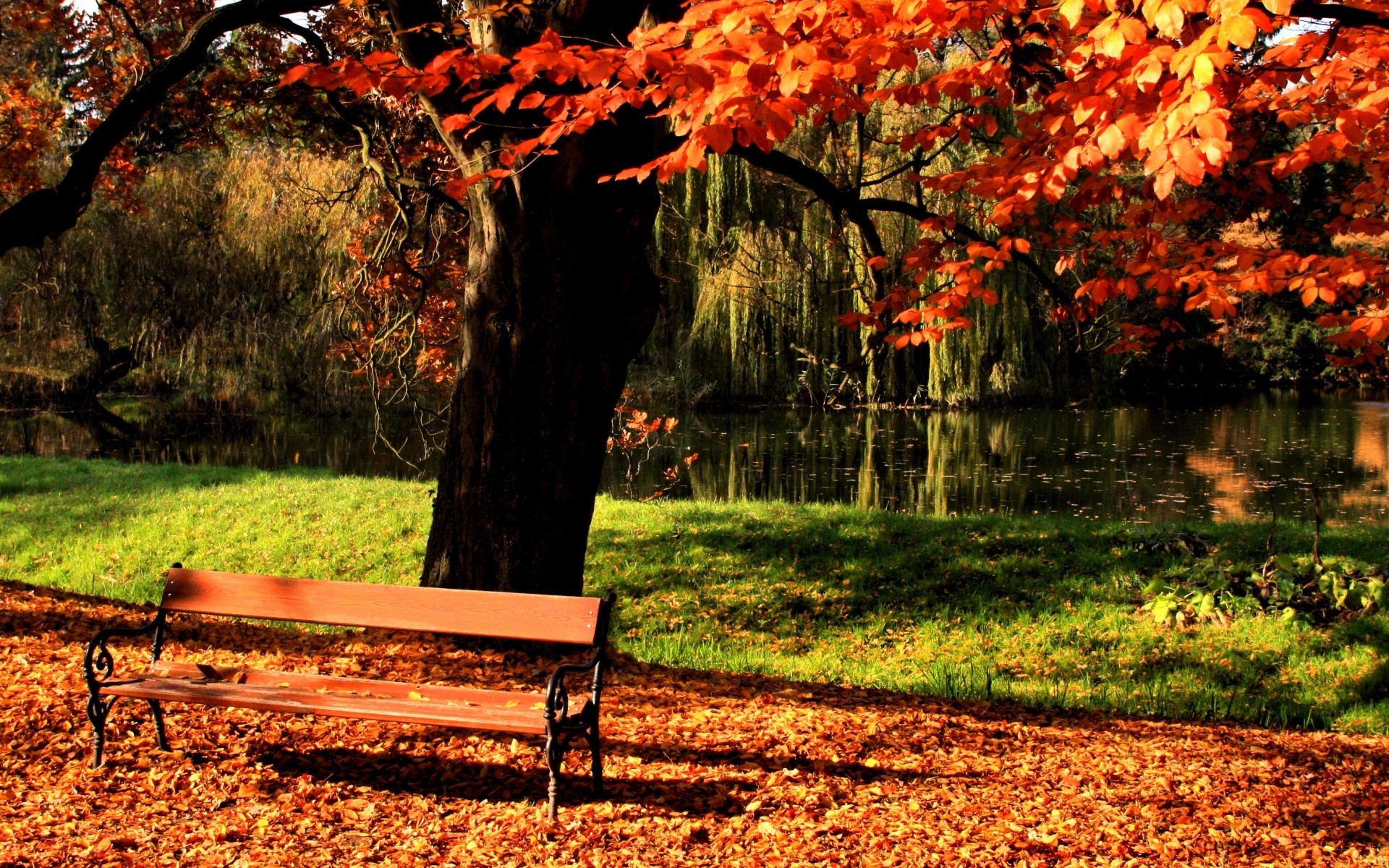 automne automne feuille érable bois bois nature parc banc saison jardin extérieur paysage herbe luxuriante or couleur