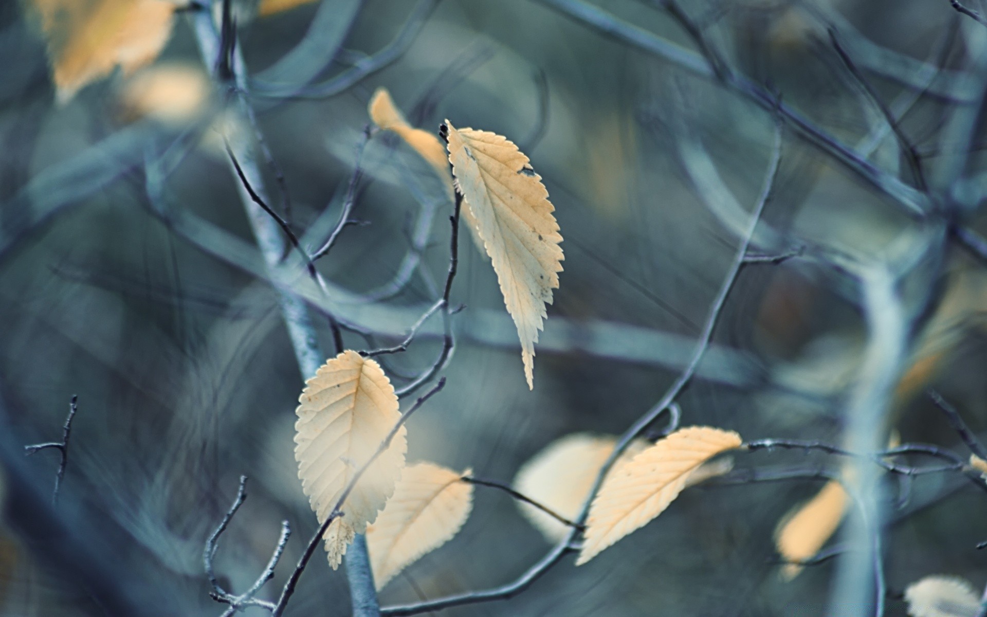 jesień natura liść na zewnątrz rozmycie flora jesień drewno kolor pulpit drewna