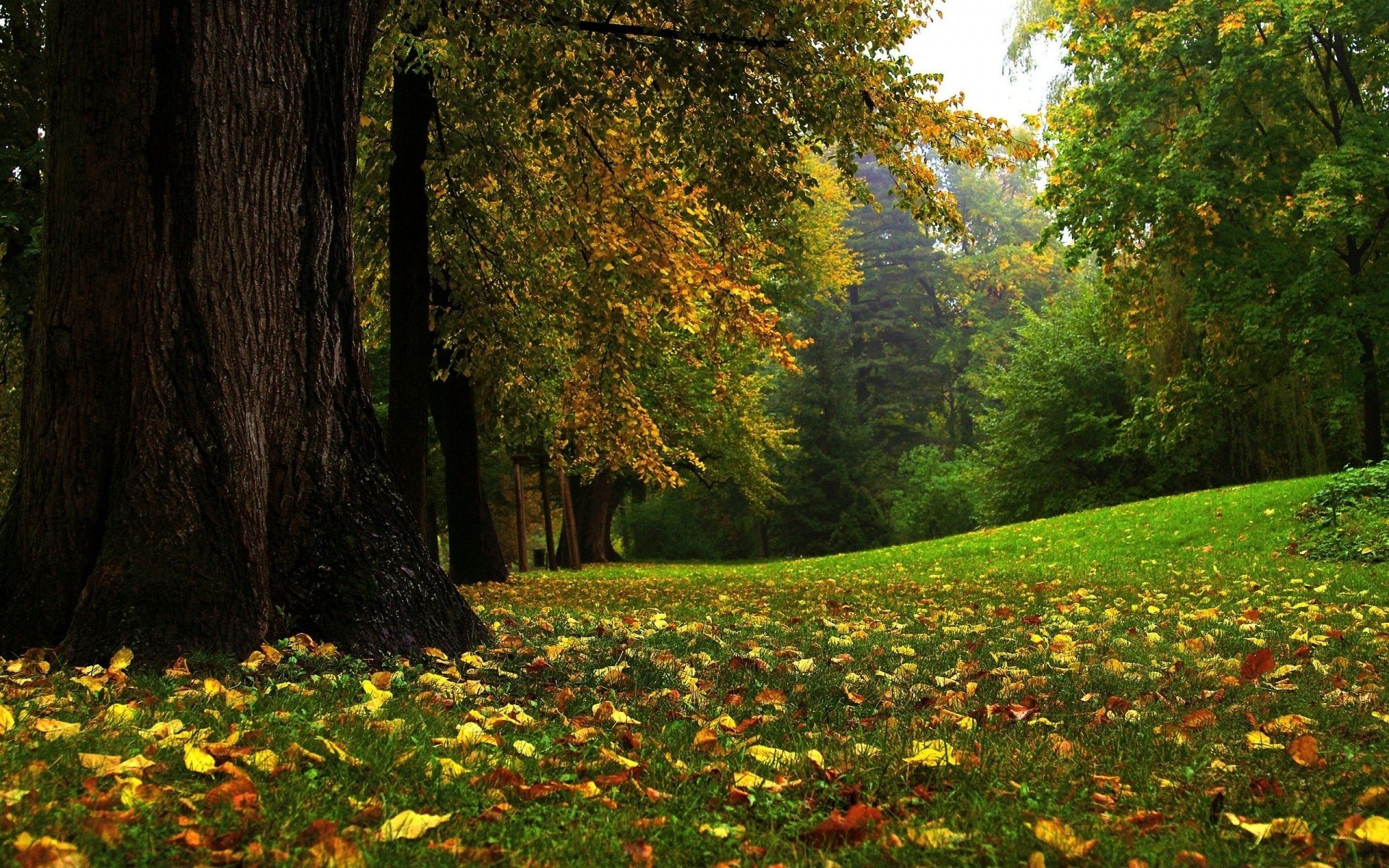 autunno albero foglia paesaggio parco in legno natura autunno all aperto scenic maple flower stagione ambiente luce del giorno lussureggiante