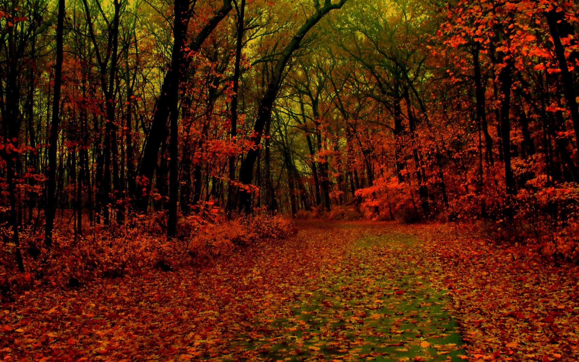 otoño otoño árbol paisaje hoja parque madera arce escénico al aire libre naturaleza amanecer luz del día temporada medio ambiente oro